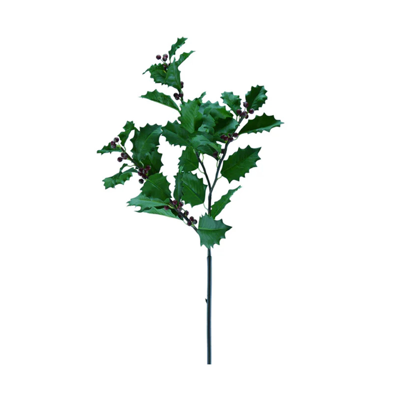 Holly branch with berries and leaves, Kräuter, Pflanze, Blatt, Kräuterig