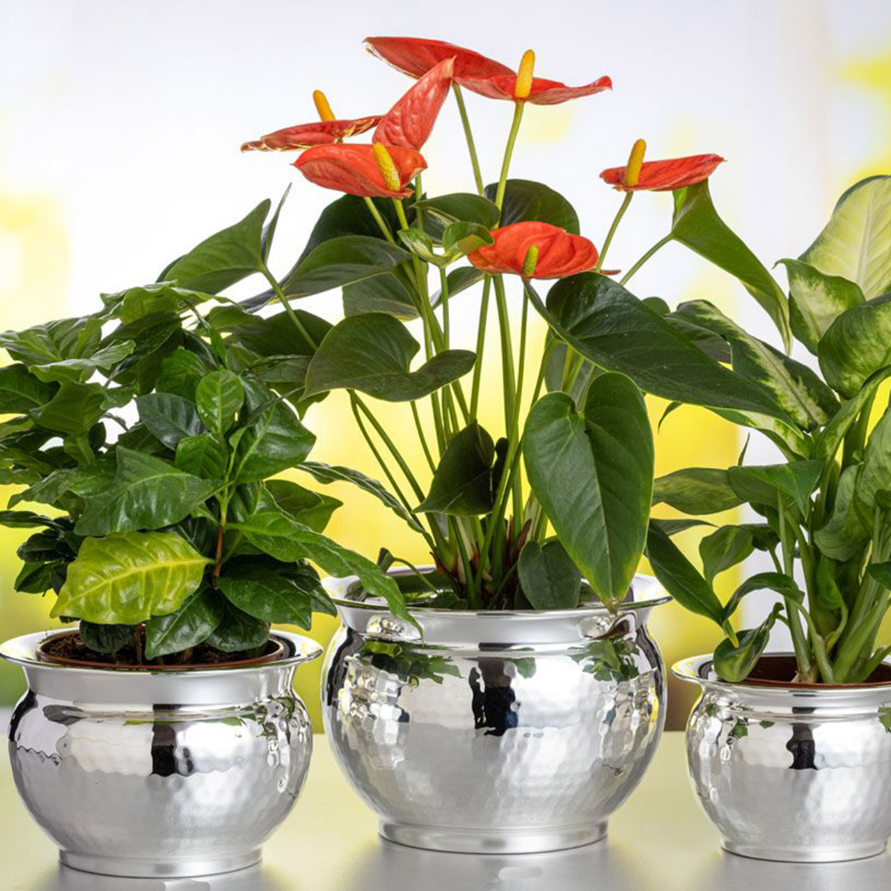 Flower pot large hammered silver-plated, Pflanze, Pflanze im Topf, Blume, Glas, Pflanzgefäß