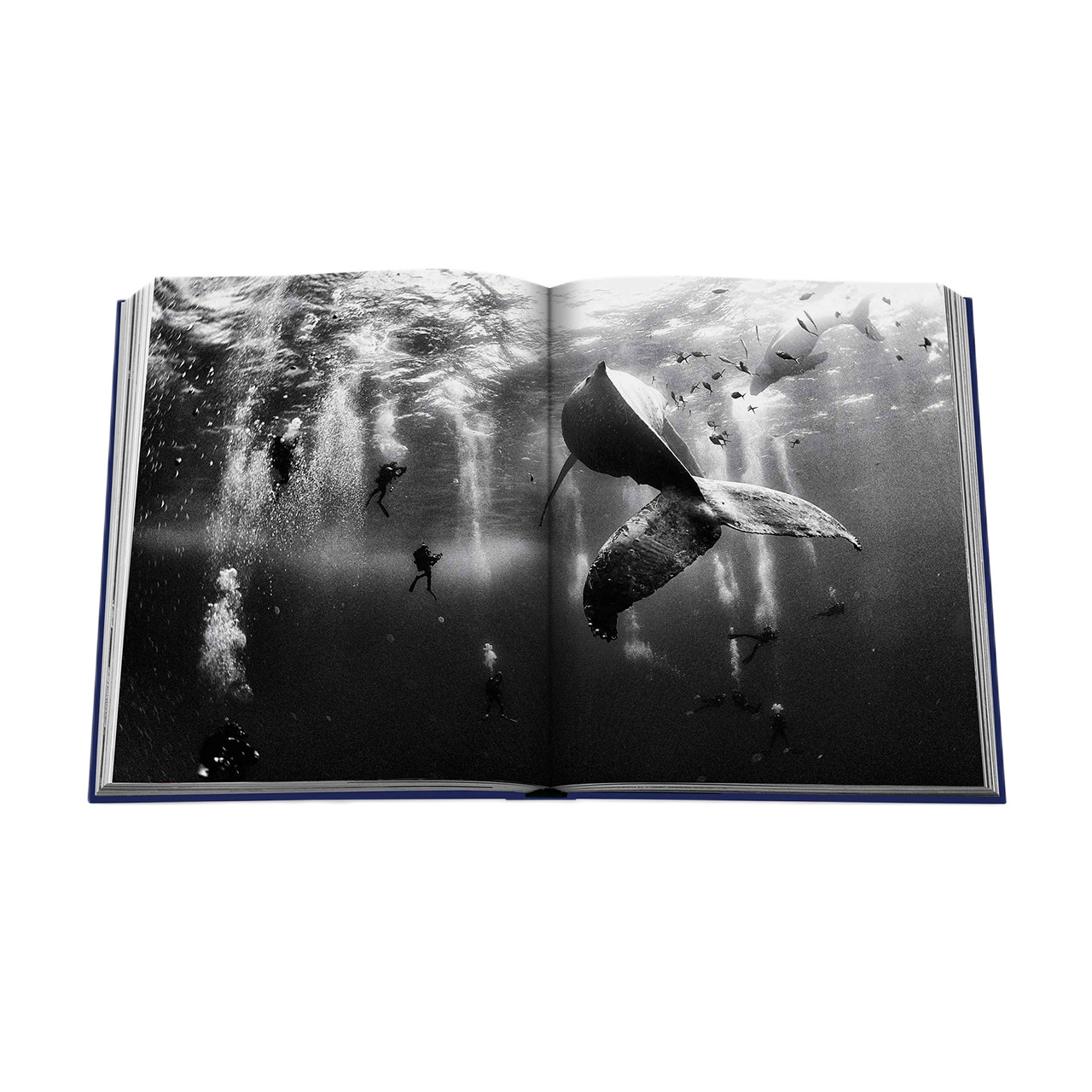 Picture Book Ocean Wanderlust, Aquatisch, Wasser, Buch, Person, Draußen