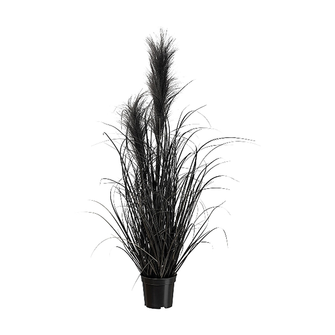 Pampas grass in pot 73 cm black, Pflanze, Schilf, Topfpflanze, Töpferei