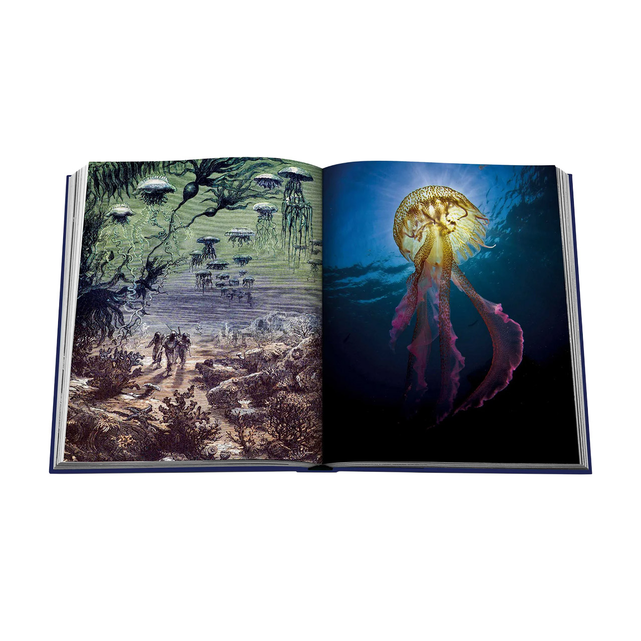 Picture Book Ocean Wanderlust, Tier, Leben im Meer