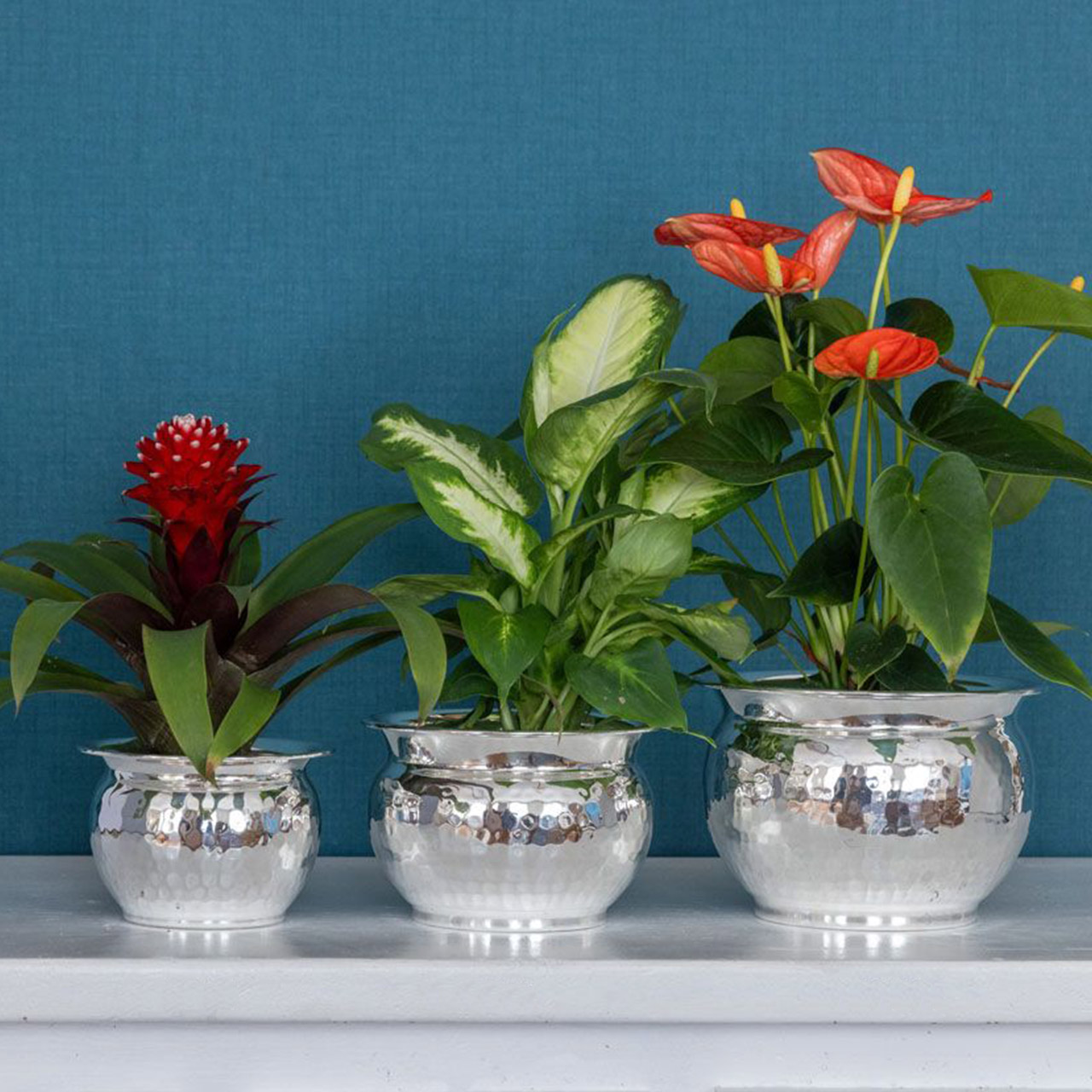 Flower pot small hammered silver-plated, Pflanze, Pflanze im Topf, Blume, Blumen-Arrangement, Glas