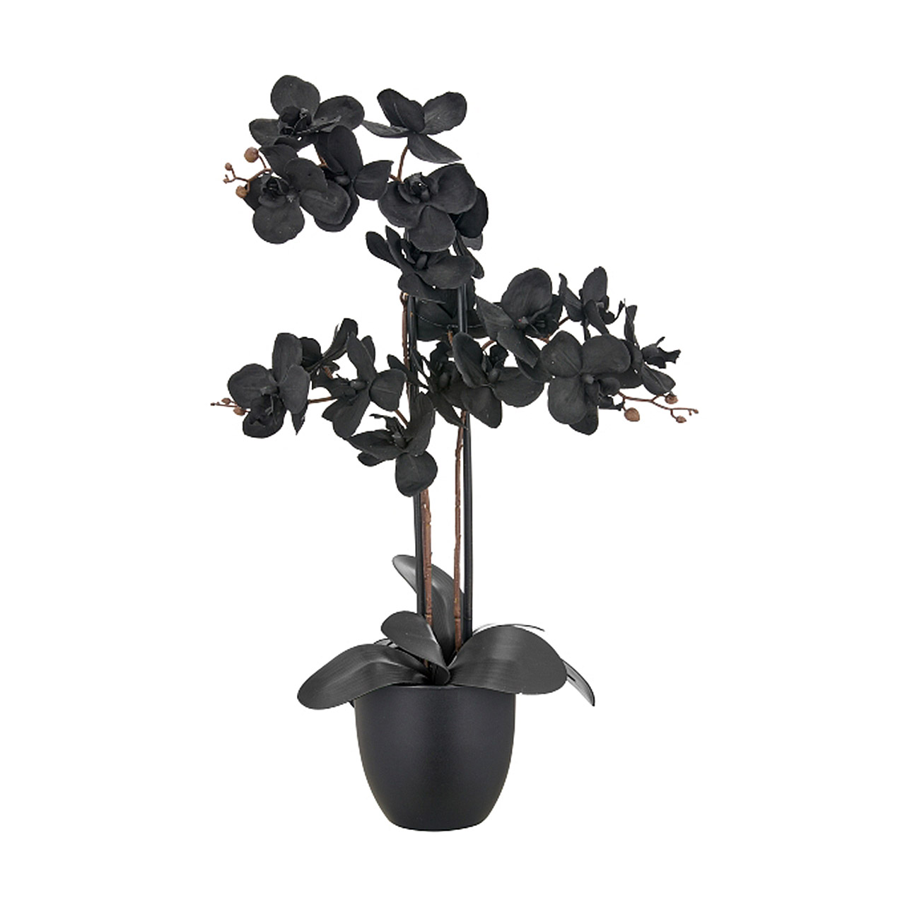 Phaneropsis in plastic pot 70 cm black, Pflanze, Blume, Blumen-Arrangement