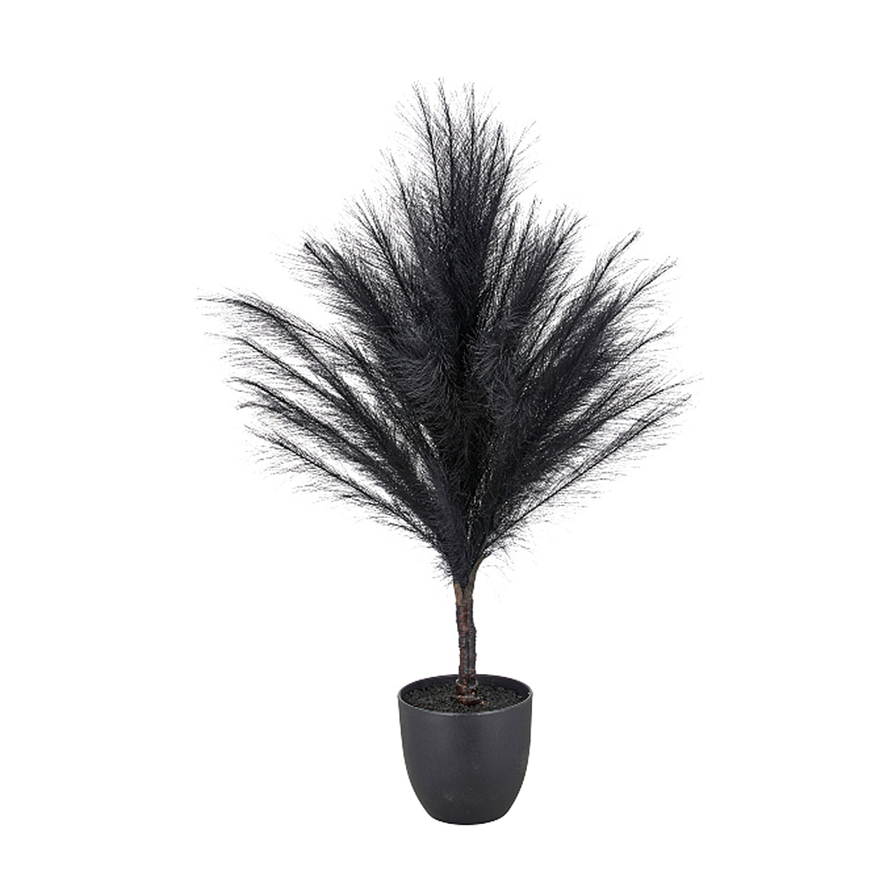 Pampas grass in plastic pot, 91 cm, black, Pflanze, Baum, Palme, Topfpflanze