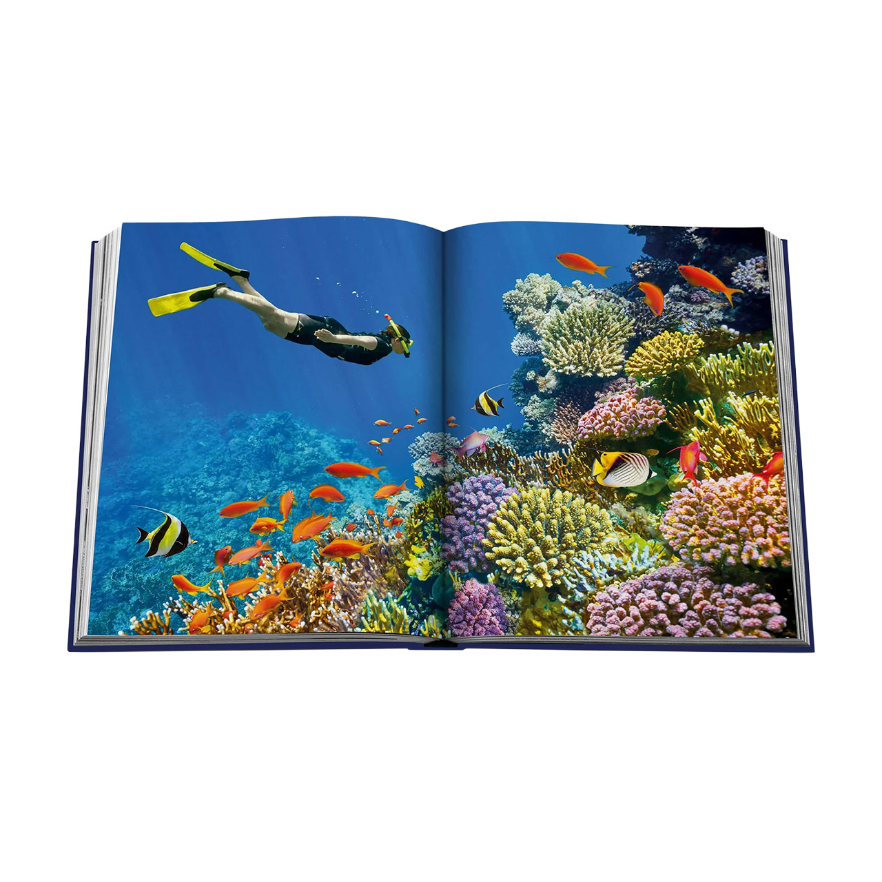 Picture Book Ocean Wanderlust, Wasser, Natur, Draußen, Riff, Aquatisch
